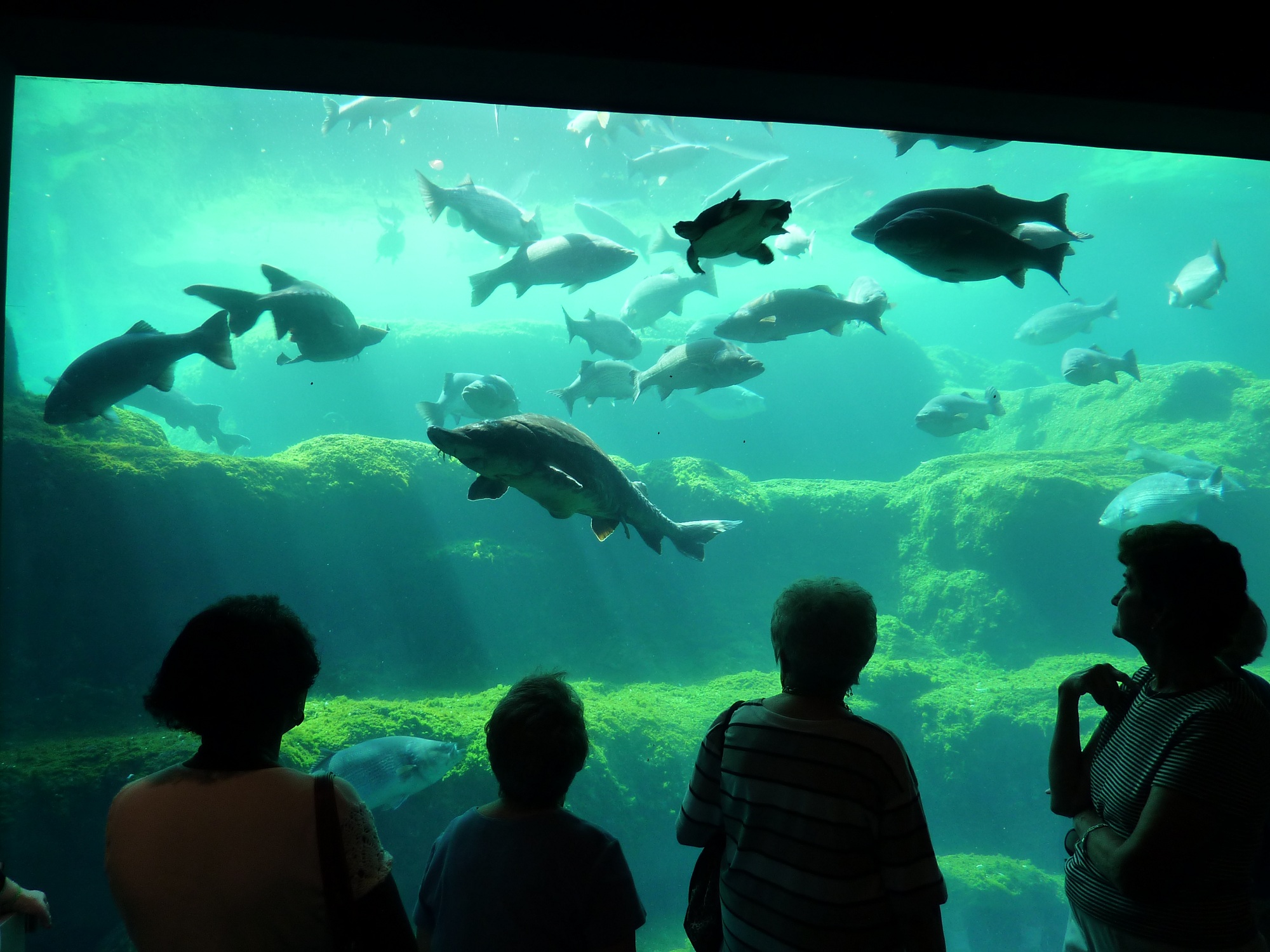 Flint RiverQuarium