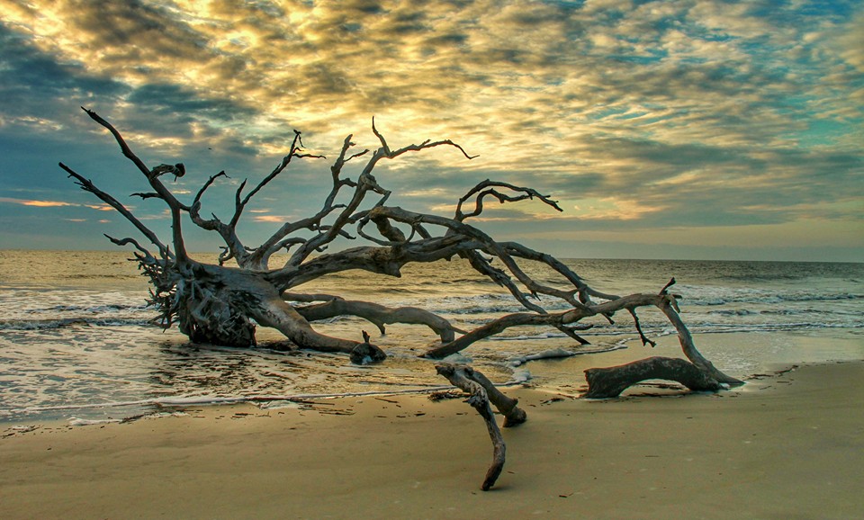 Driftwood Beach, Jekyll Island. Photo by Lisa Westberry via Facebook