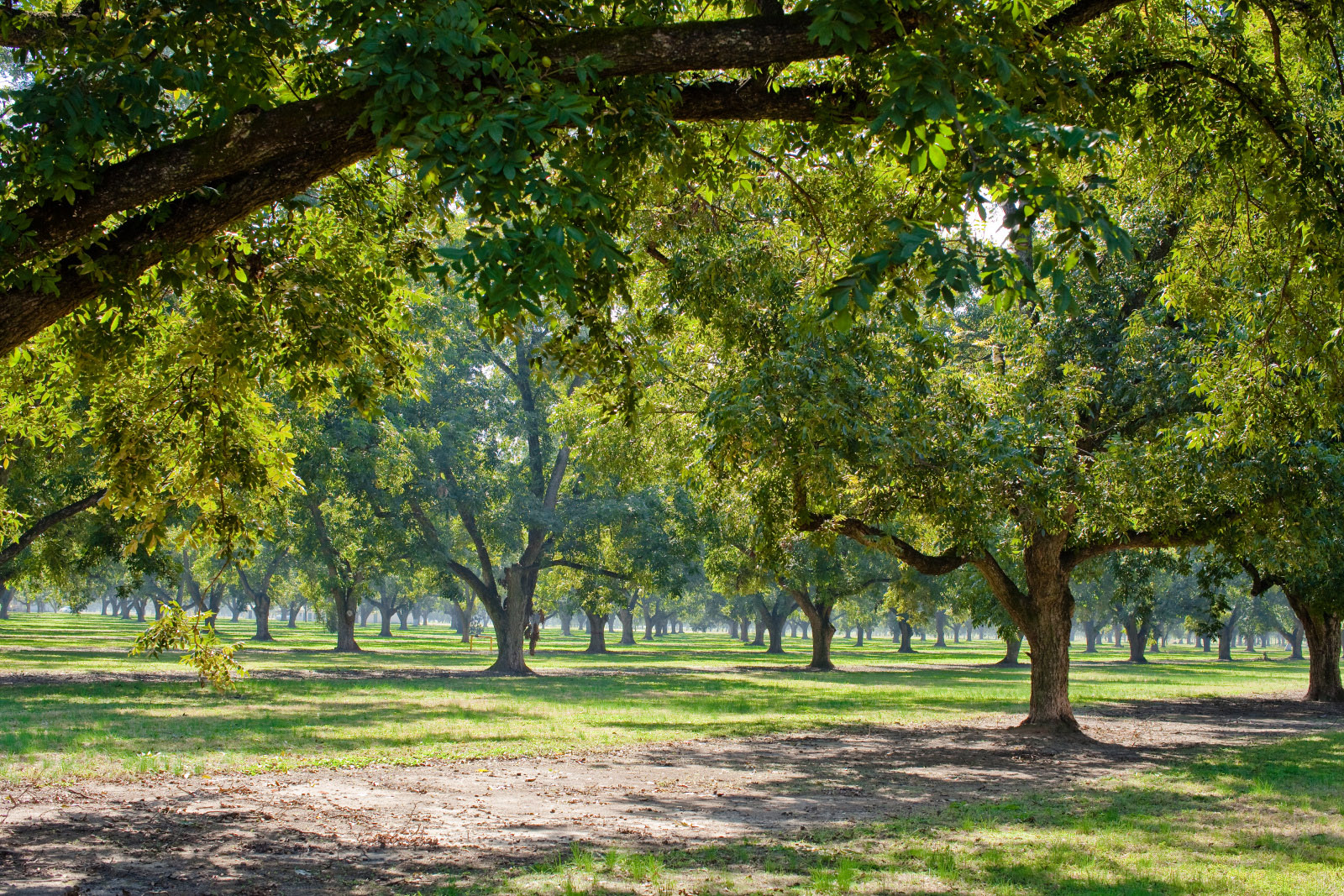 Lane Southern Orchards in Fort Valley