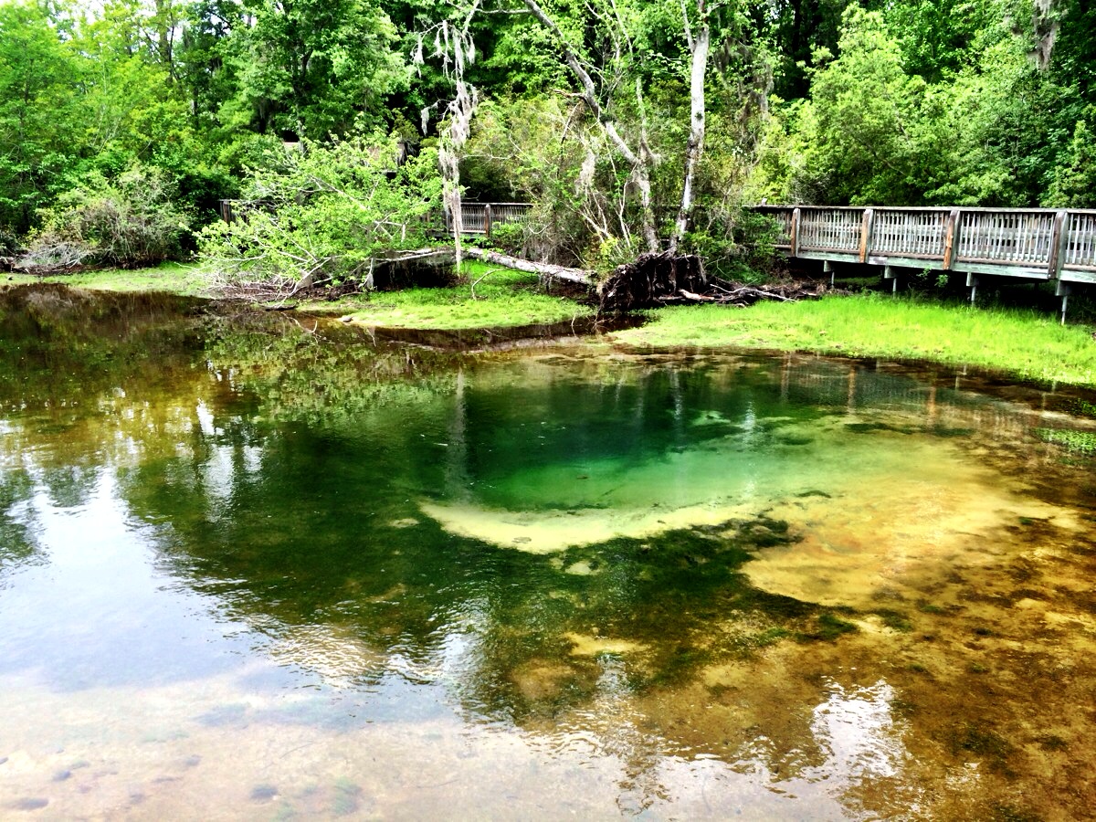 Magnolia Springs