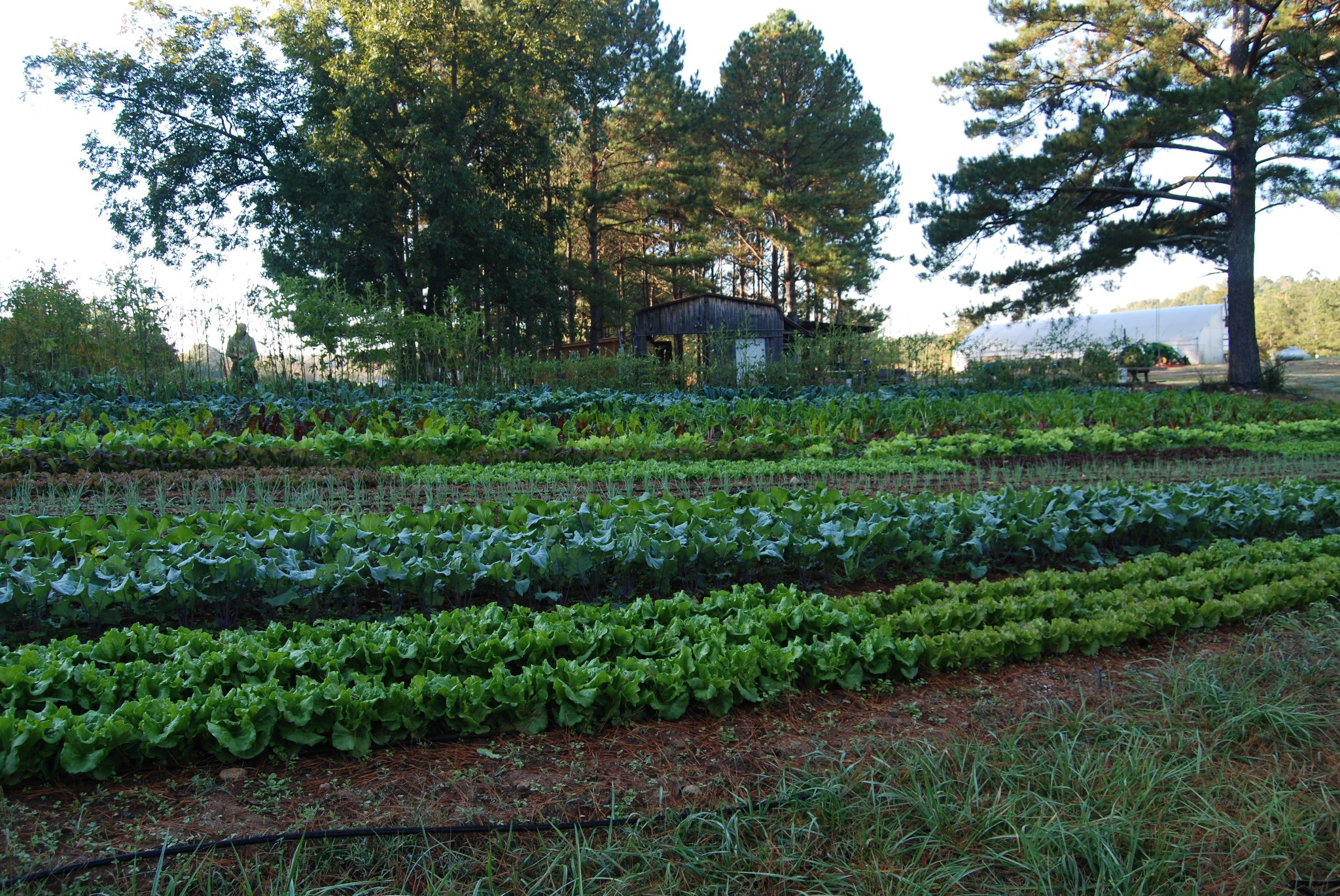Photo courtesy of Serenbe Farms