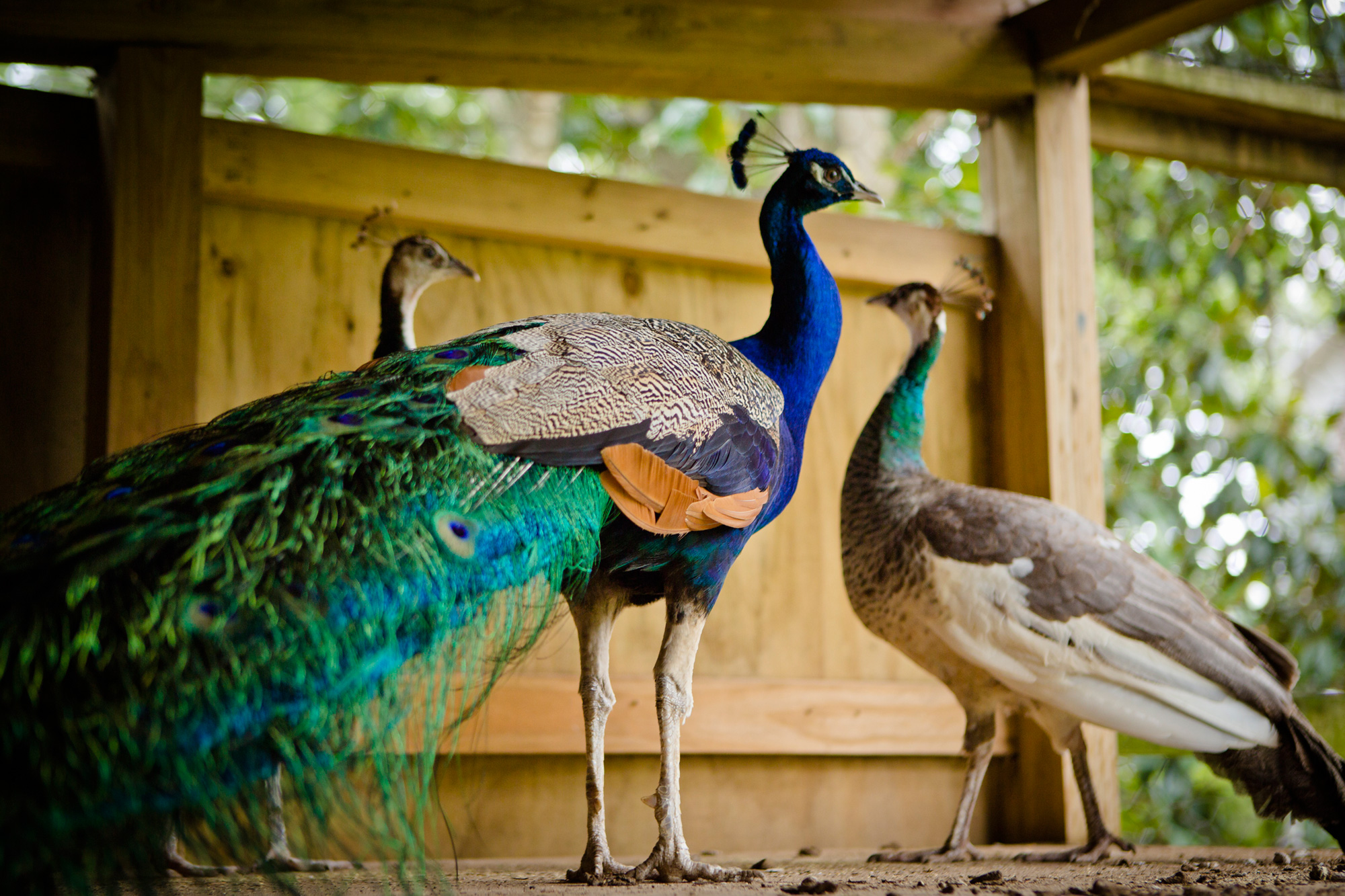 Peafowl at Flannery O'Connor's Andalusia Farm