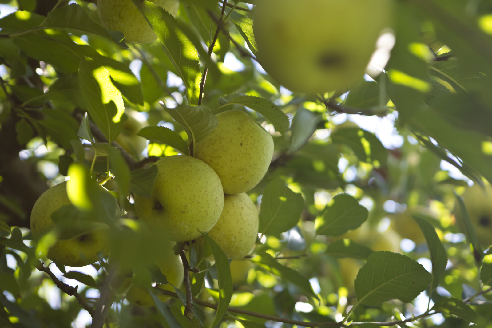 Apples at B.J. Reece Orchards in Ellijay, Georgia