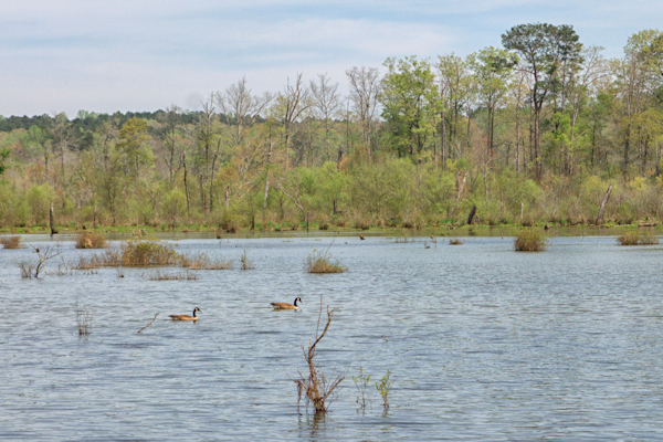 Watch wildlife in the wetlands at Big Haynes Creek Nature Center in Conyers.