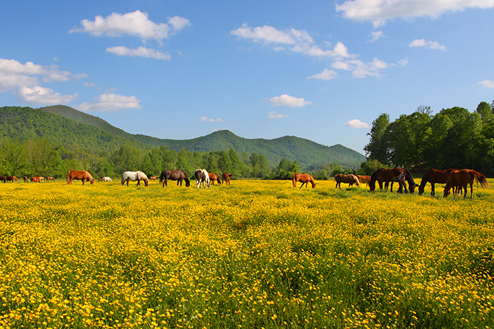 Horses at the Dillard House