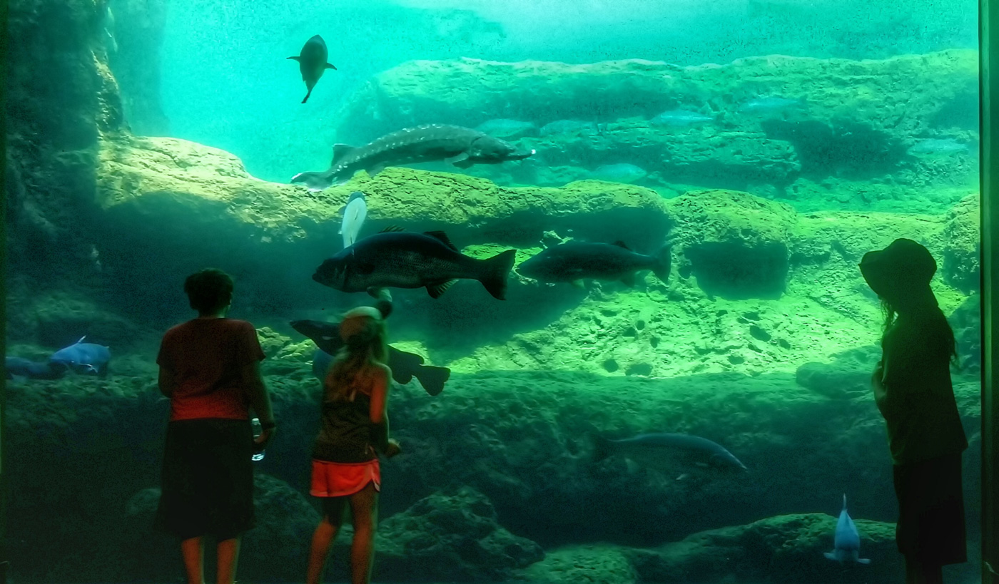 Check out the fish and other aquatic life at the Flint RiverQuarium in Albany.