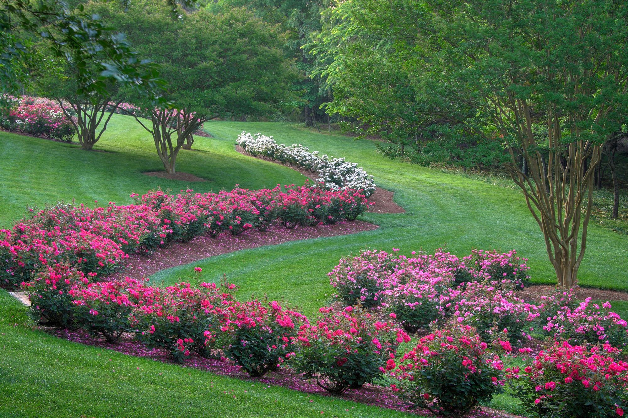 Roses at Gibbs Gardens. Photo by Rick Cannon