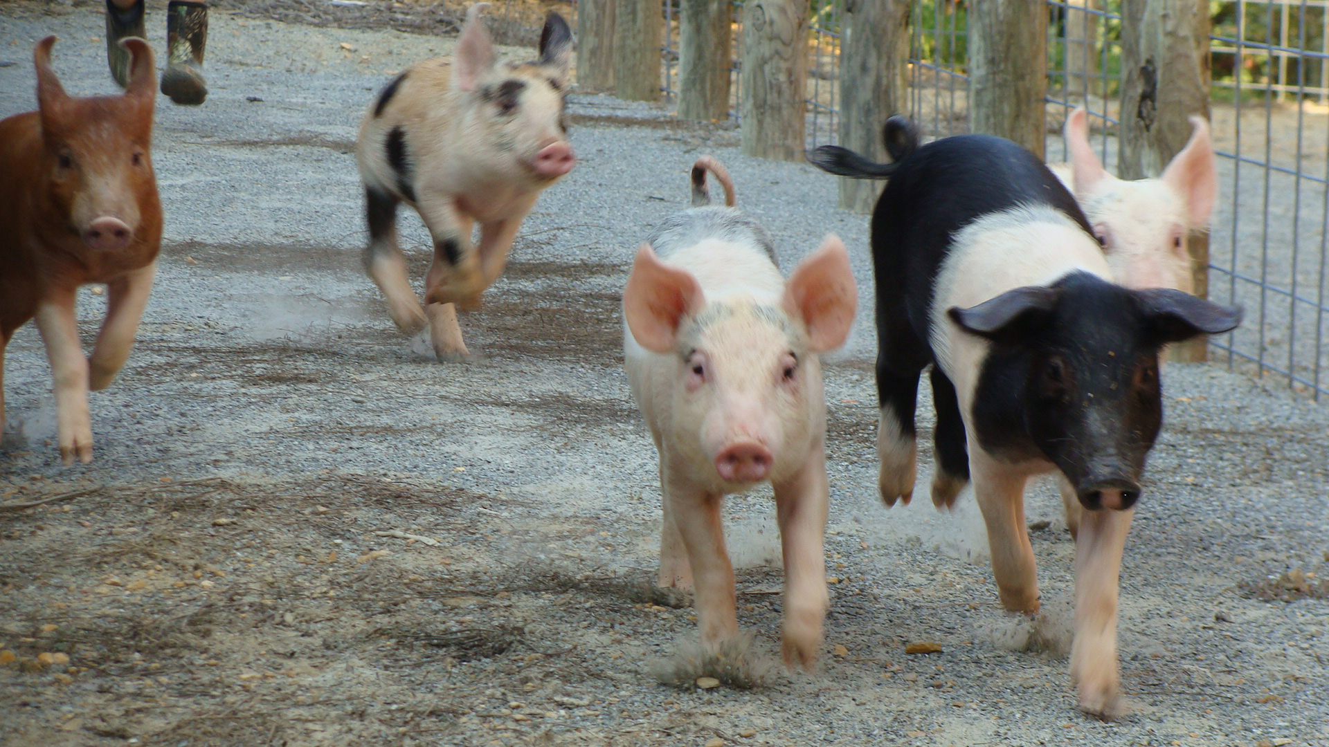 Pig races at Hillcrest Orchards