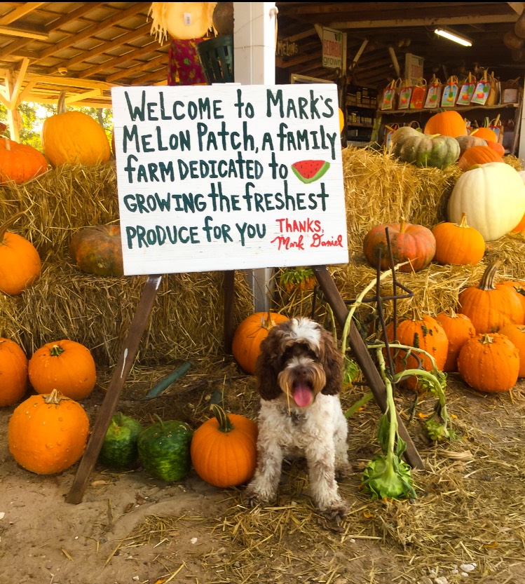 Mark's Melon Patch near Sasser, Georgia