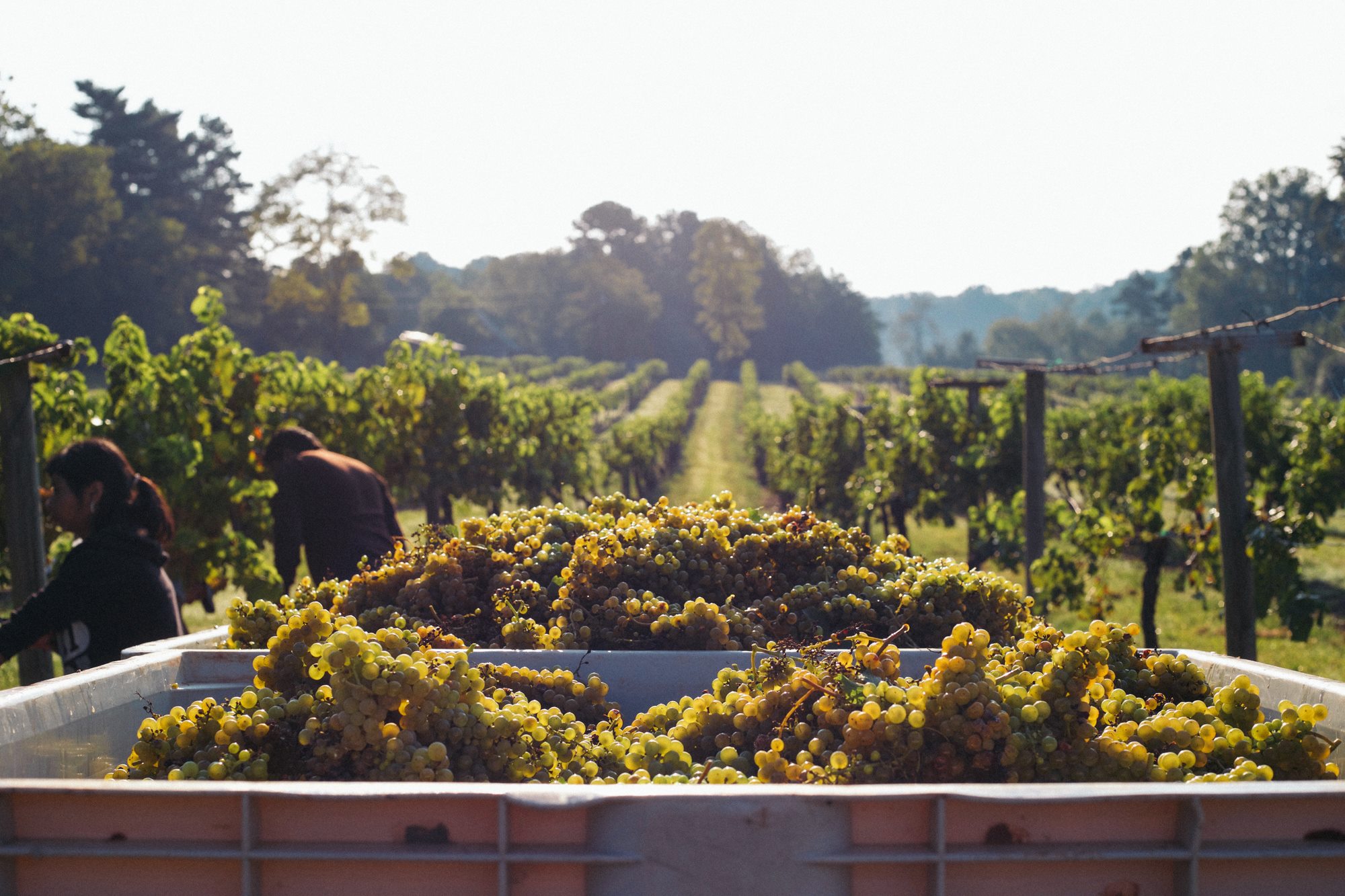 North Georgia vineyard