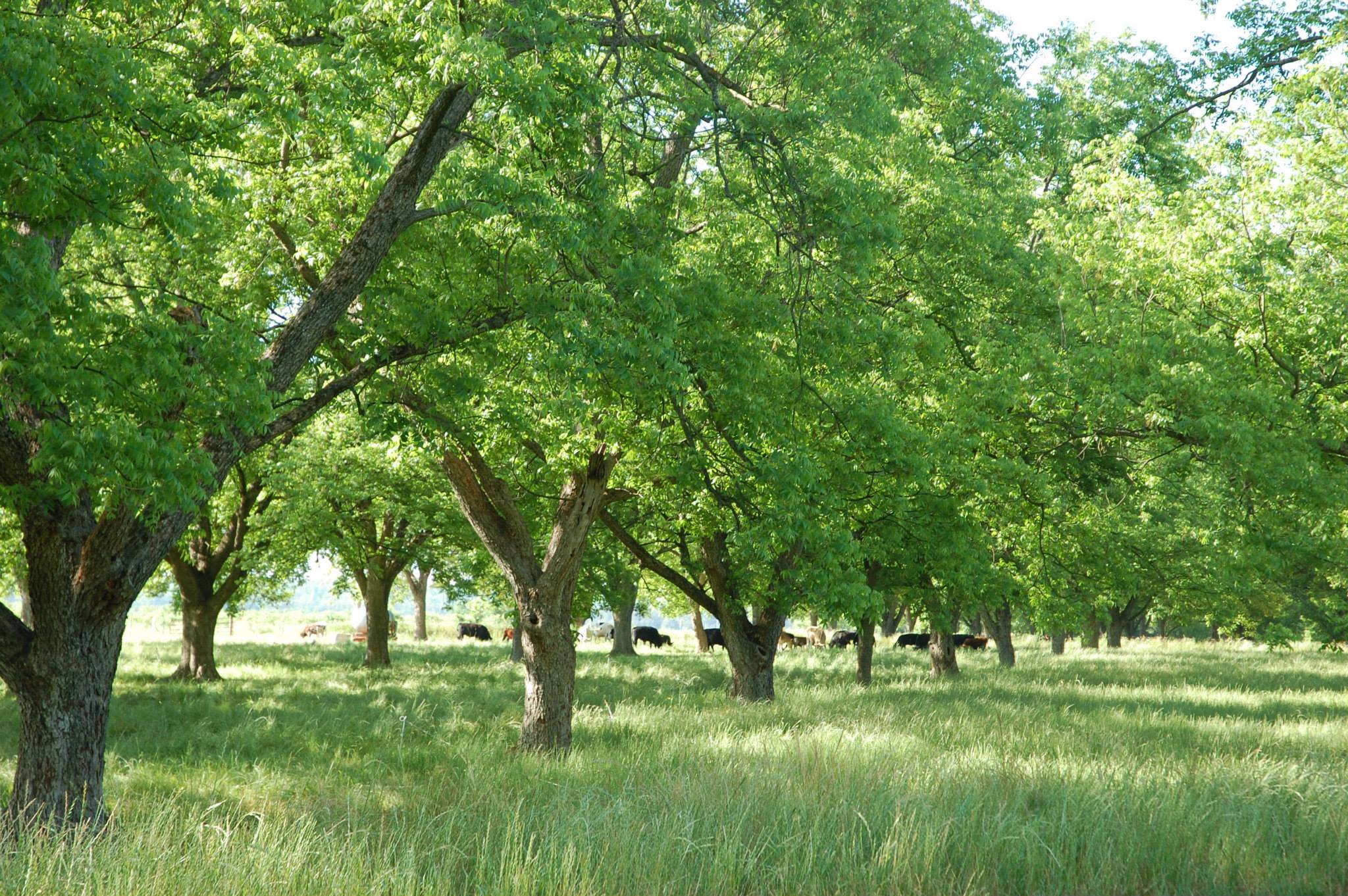 Koinonia Farm in Americus, Georgia
