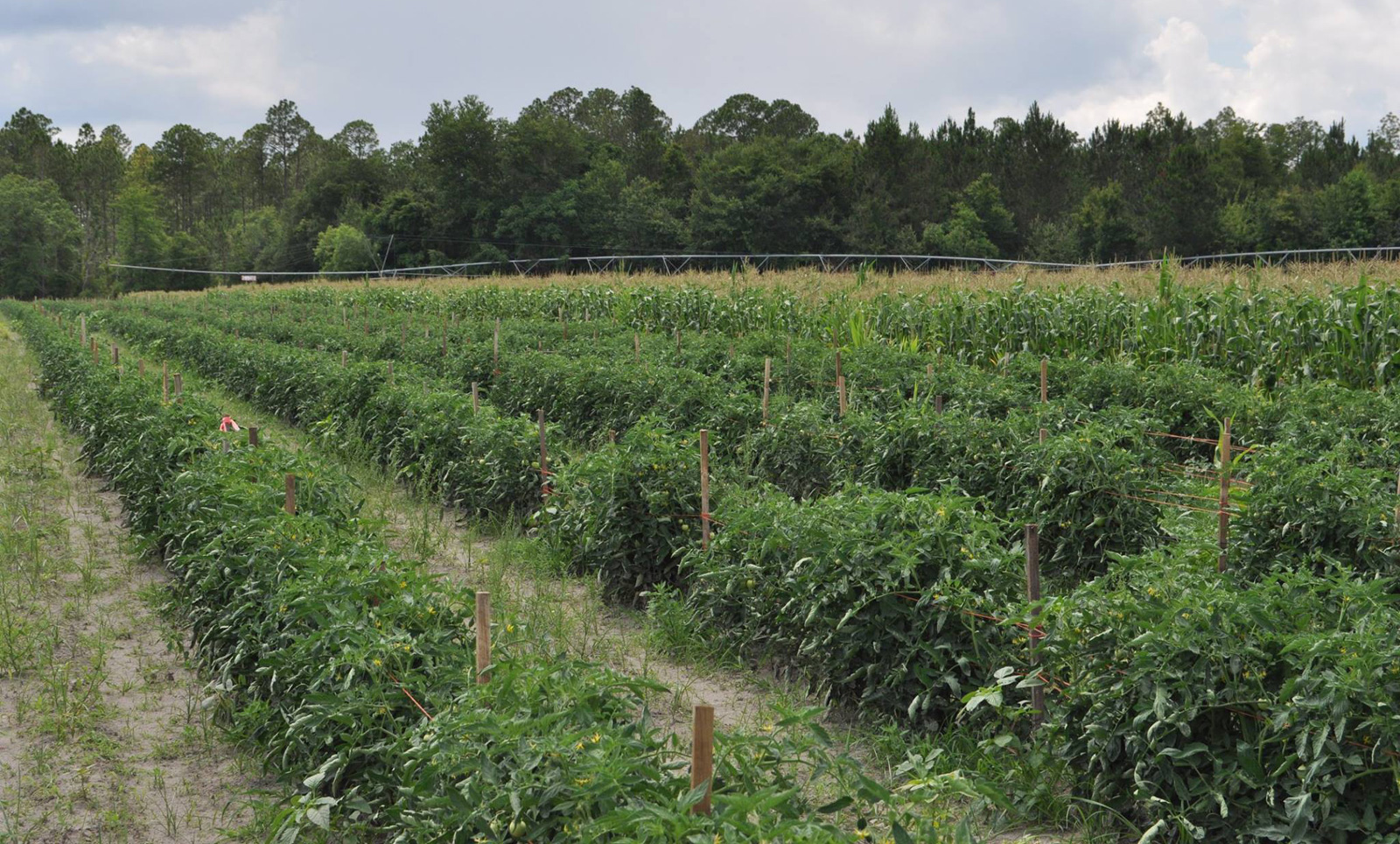 Venture into the woods at Poppell Farms and brave the Trail of Terror in October