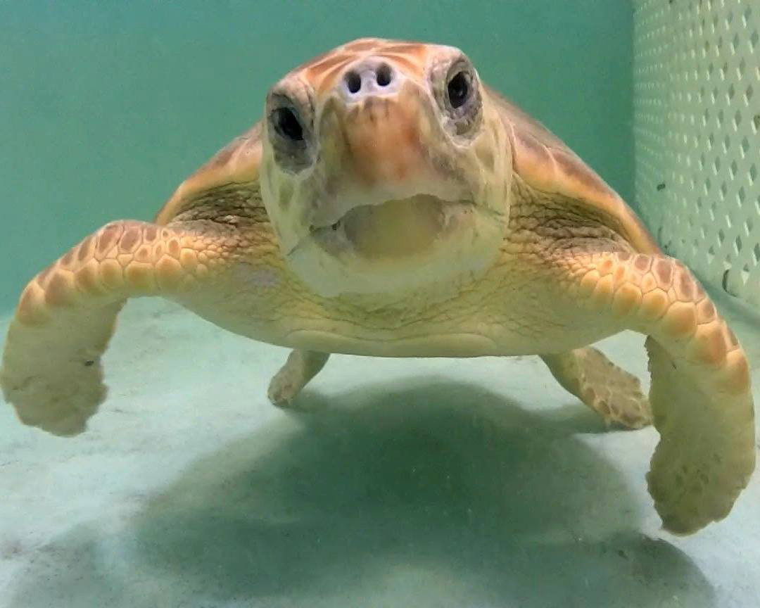 See injured sea turtles being nursed back to health, and learn about their habitats and lifecycle at the Georgia Sea Turtle Center on Jekyll Island.