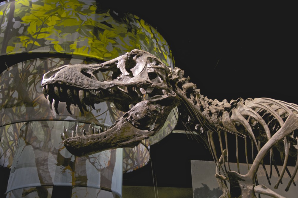 Stan the T-Rex at Tellus Science Museum