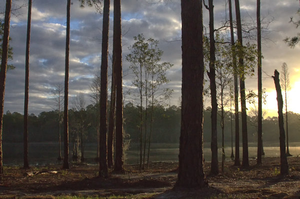 The peaceful pines at Laura S. Walker State Park.