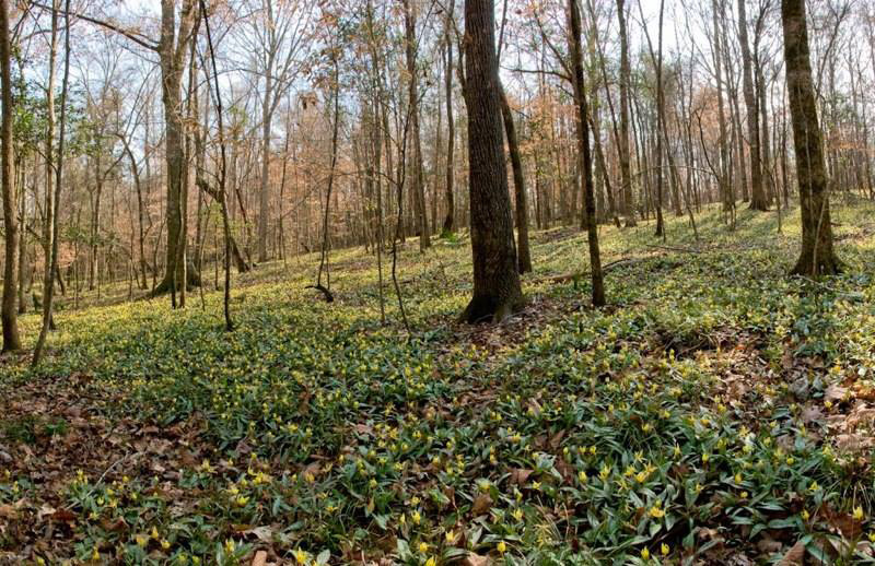 Flowers blooming at Wolf Creek Trout Lily Preserve in Cairo, Georgia