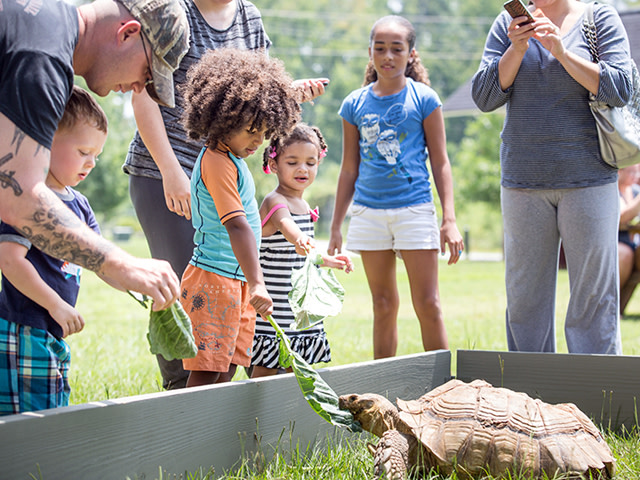 Children feed leaves to a large tortoise at Oxbow Meadows Environmental Learning Center in Columbus, Georgia.