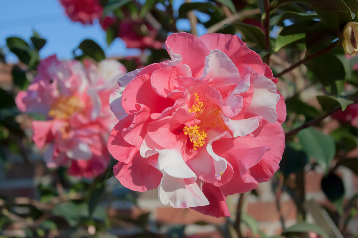 Betty Sheffield Camellia