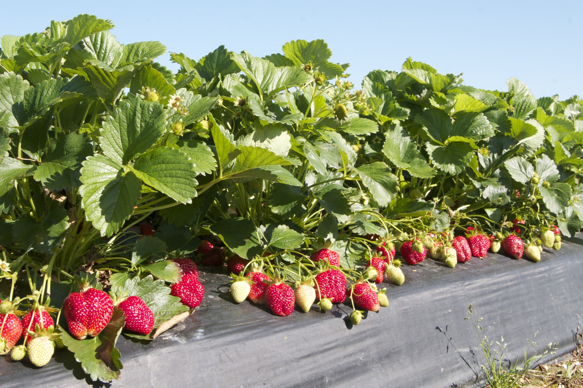 Strawberries