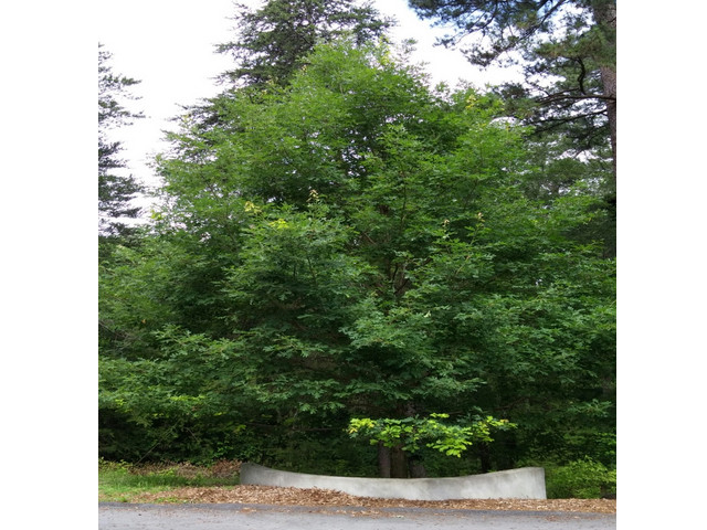 The Yarbrough Oak