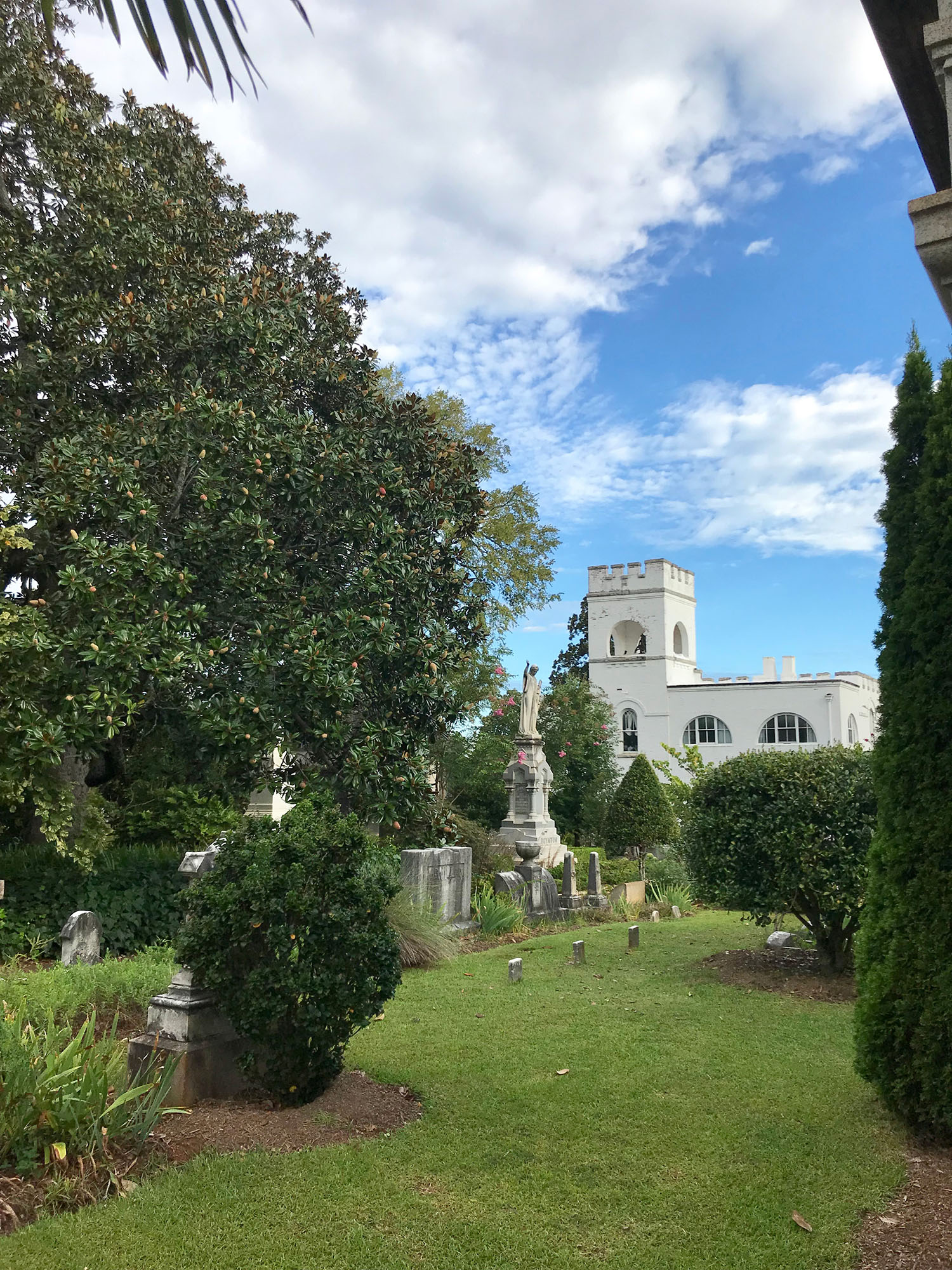 Magnolia at Oakland Cemetery in Atlanta