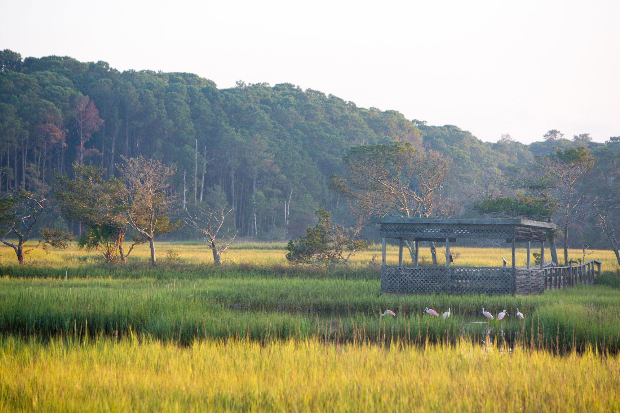 Marsh on Sapelo Island, Georgia
