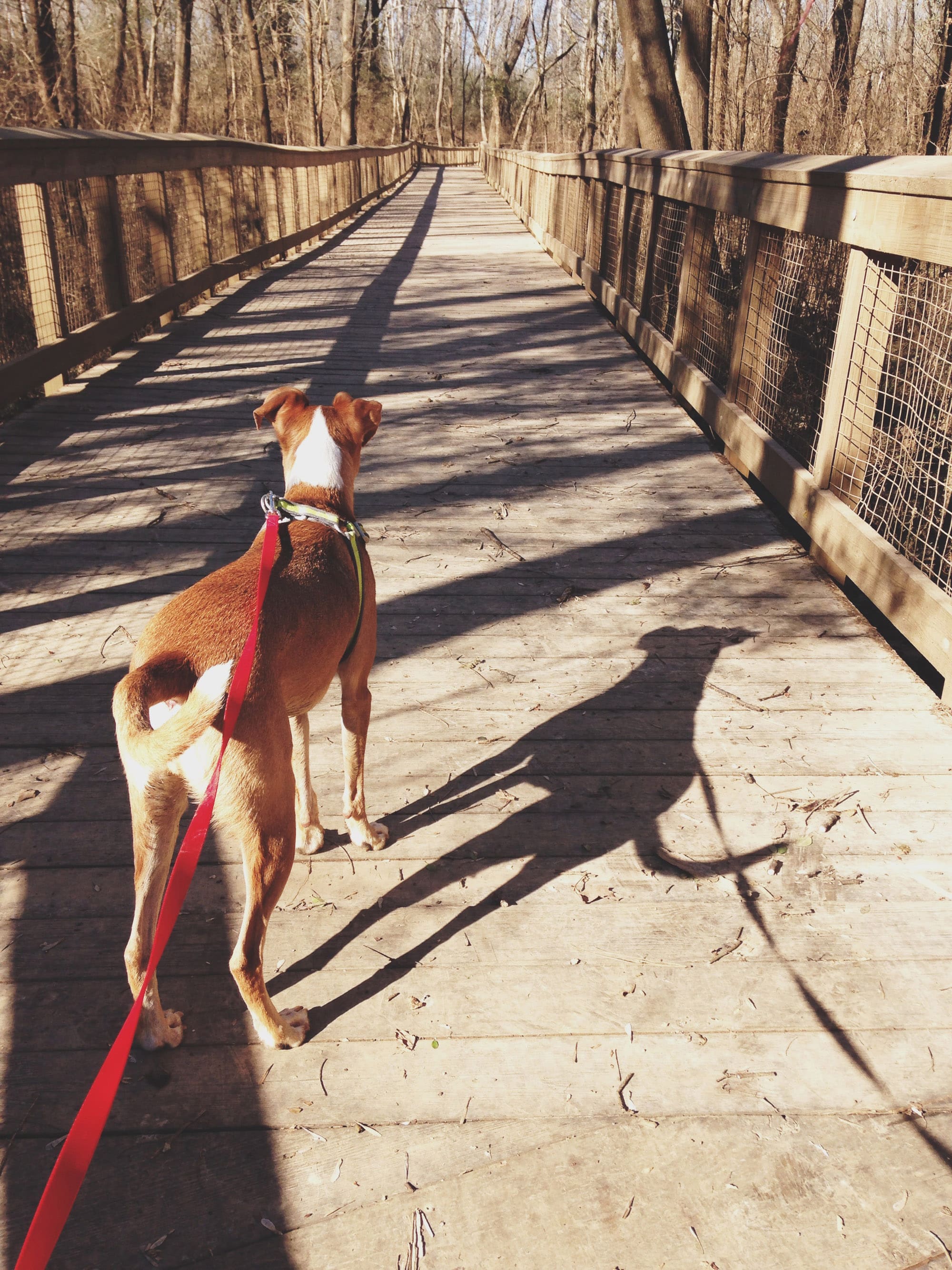 Milledgeville dog at Oconee River Greenway. Photo credit: Milledgeville CVB