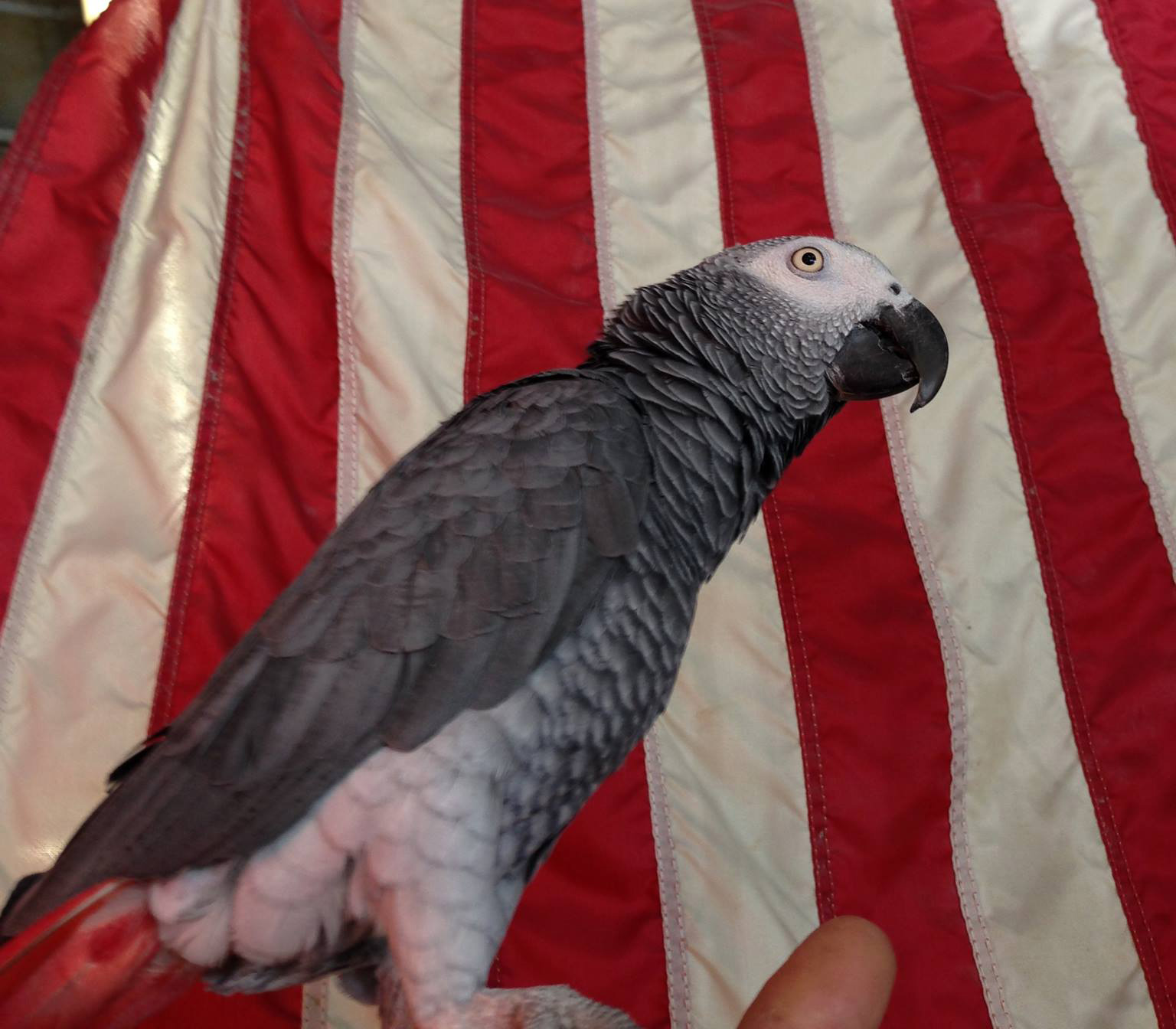 Mr. Bird at St. Simons Bait & Tackle