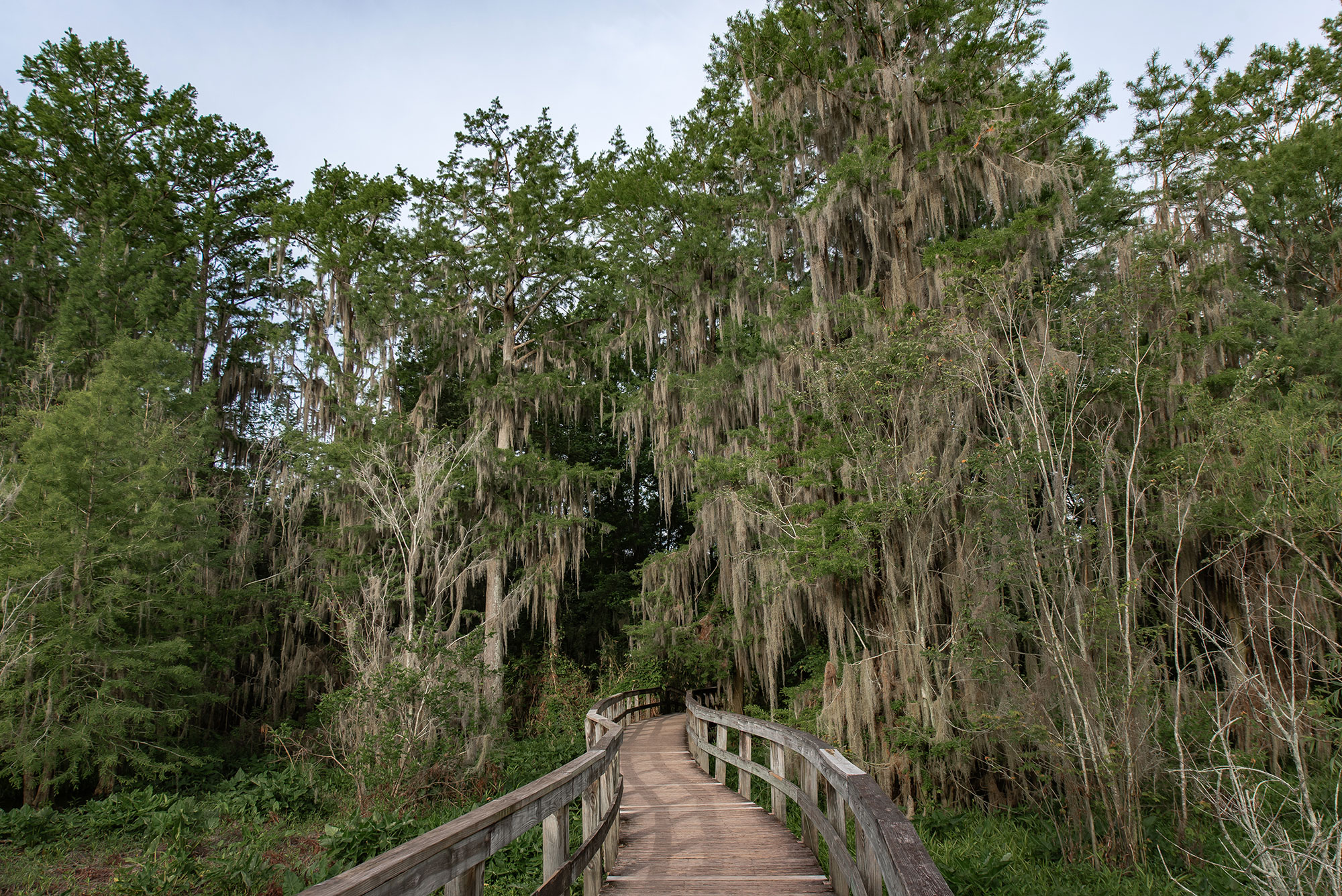 Boardwalk through Spanish moss-draped trees in Phinizy Swamp Nature Park in Augusta, Georgia
