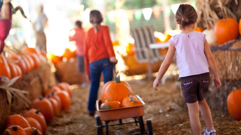 Pick your favorite pumpkins at Uncle Shuck's in Dawsonville, Georgia