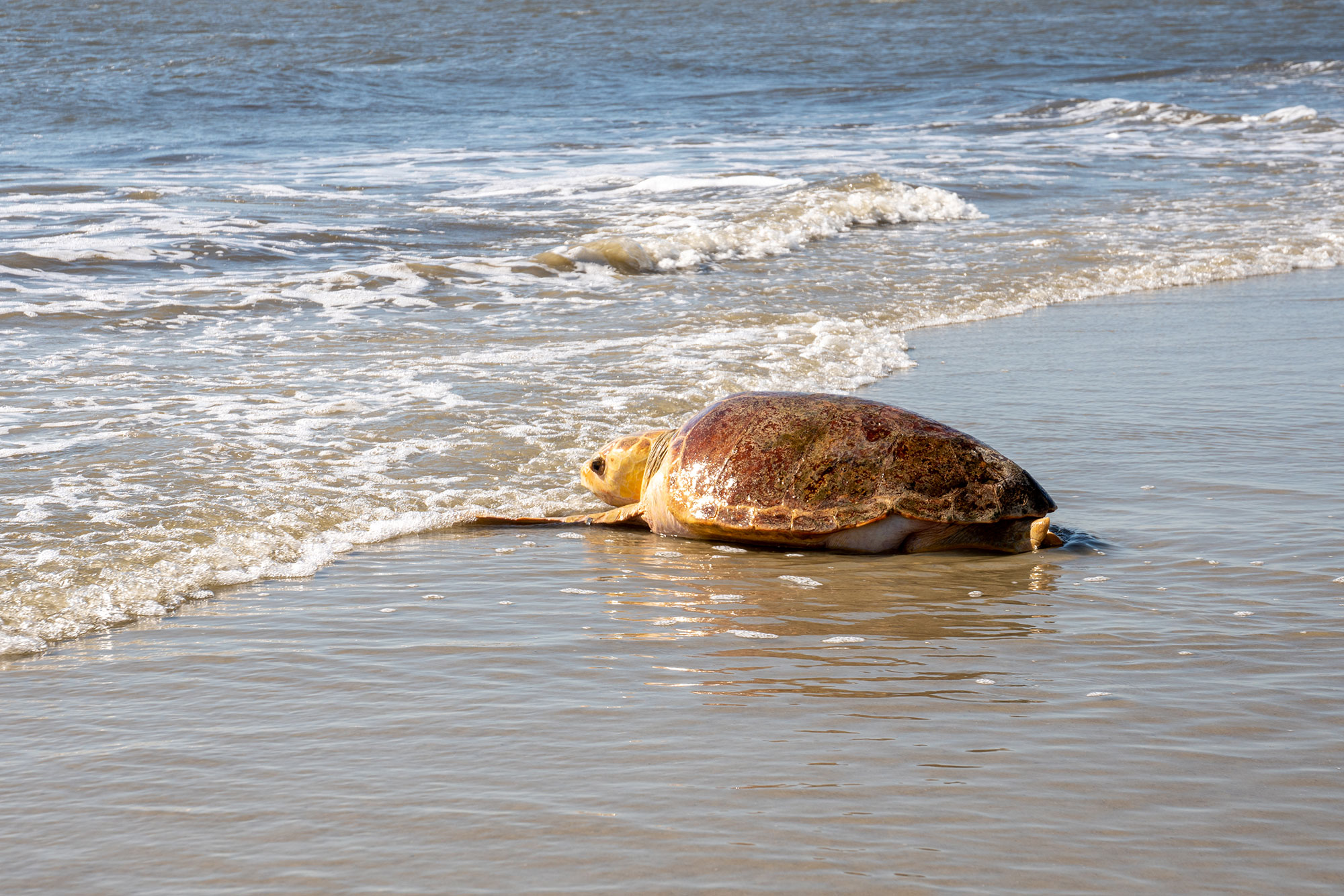 A sea turtle makes its way to the water on a beach on Jekyll Island, Georgia