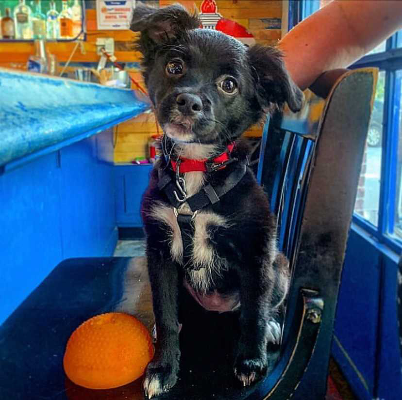 Pet-friendly Standard at Roswell. Photo by @dixiethefoodiedog