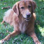 Stella the Golden Retriever