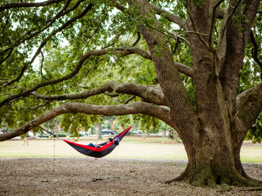 Student in a hammock in a tree at the Center for Wildlife Education in Statesboro, Georgia