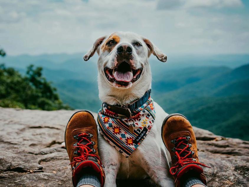 Hiking in Dahlonega, Georgia. Photo by @mymuttbeau