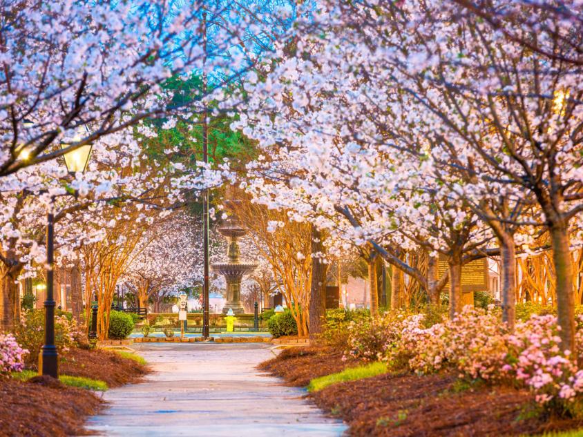 Pink cherry blossom trees line a walking path