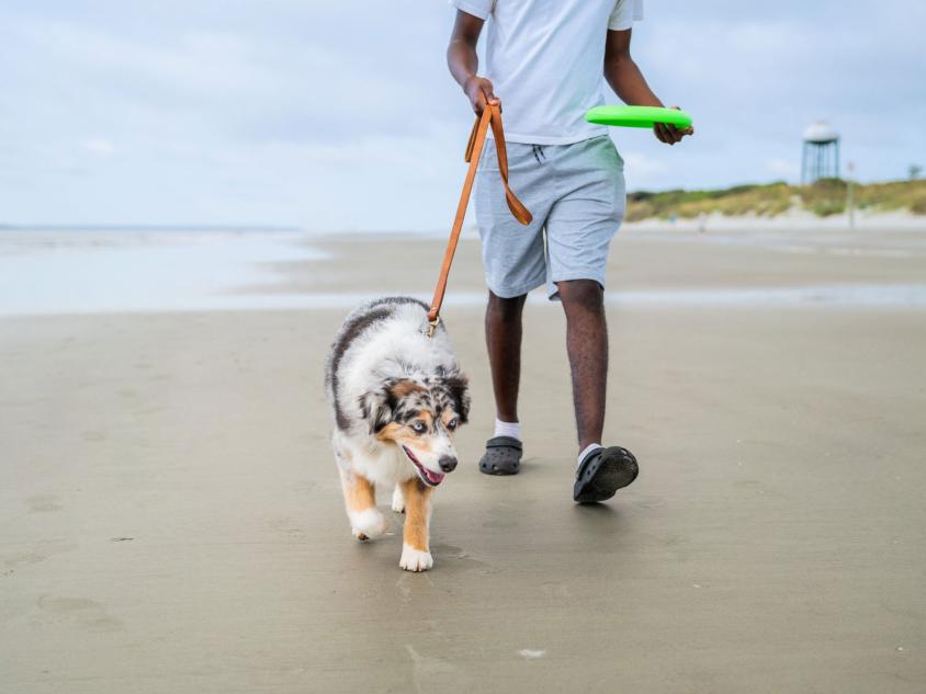 Dog on the beach on Jekyll Island, Georgia