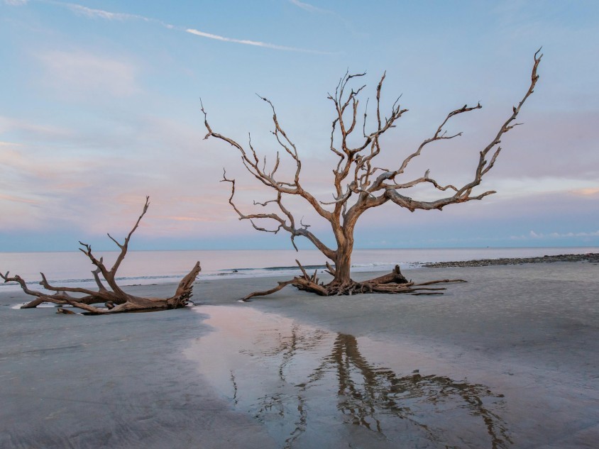 Tranquil sunrise scene on Driftwood Beach on Jekyll Island, Georgia