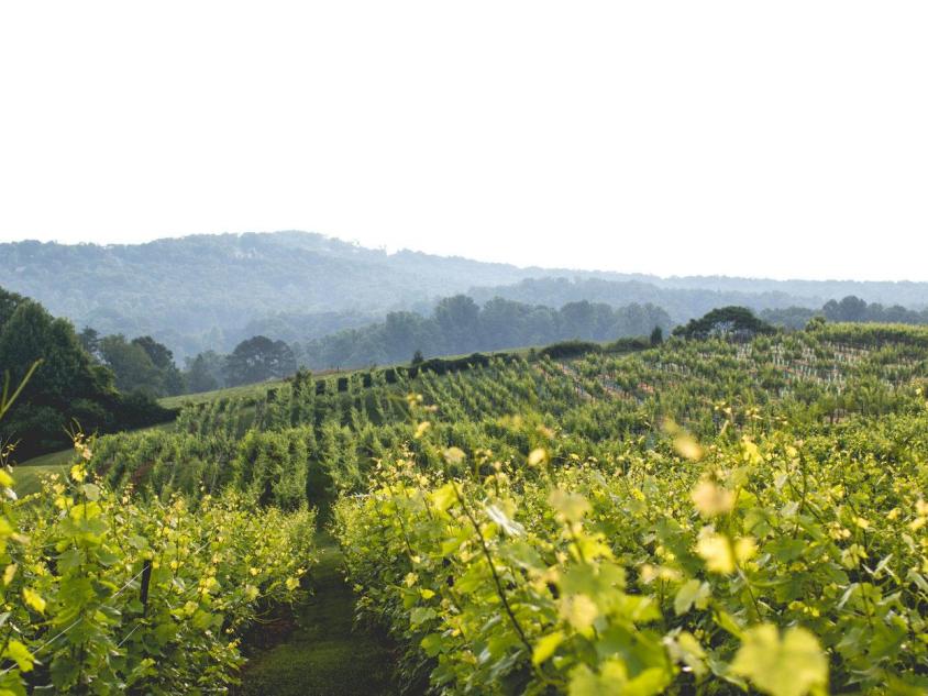 Scenic view of a vineyard with mountains in the background.