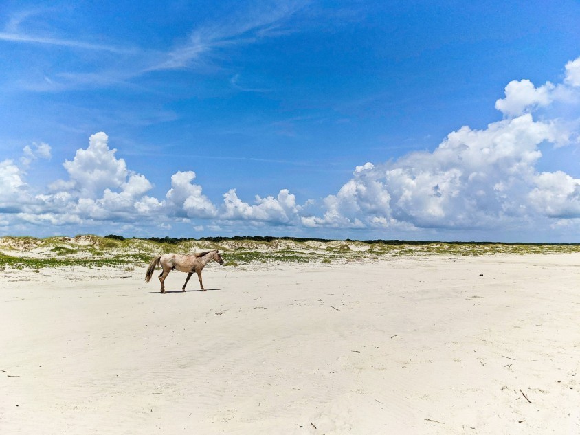Wild horse on the beach on Cumberland Island, Georgia