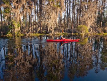 Kayaking in the Okefenokee Swamp