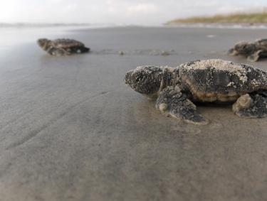 Loggerhead sea turtle hatchlings in Georgia