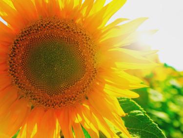 Game of Grown sunflower