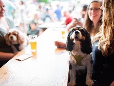 Dog-friendly Roswell, Georgia