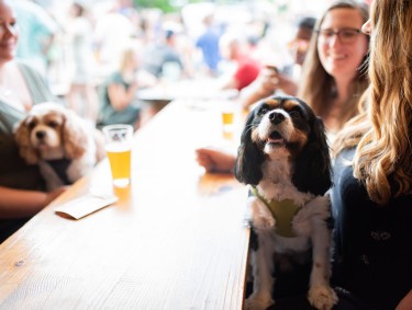 Dog-friendly Roswell, Georgia