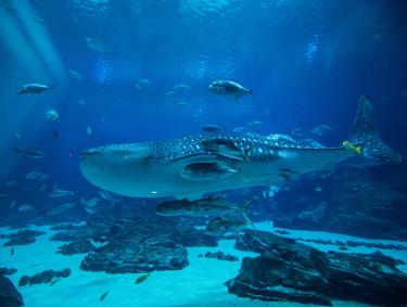Whale shark at the Georgia Aquarium in Atlanta