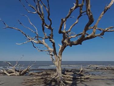 Driftwood Beach on Jekyll Island, Georgia