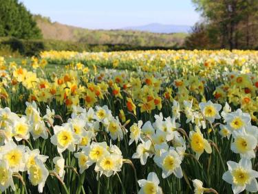 Daffodils at Gibbs Gardens in Ball Ground, Georgia
