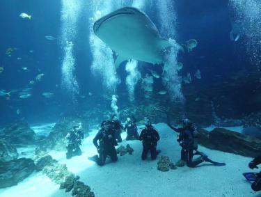 Divers with a whale shark at Georgia Aquarium in Atlanta, Georgia. Photo by @soapartist