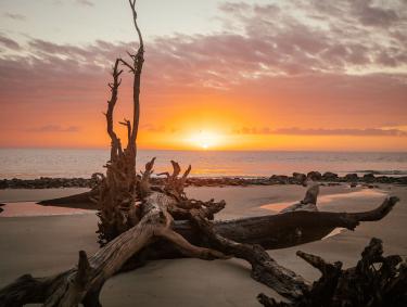 A large piece of driftwood on the beach with the sun rising over the ocean behind it.